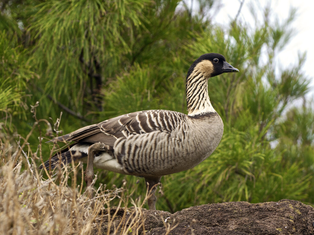 Hawaiian goose