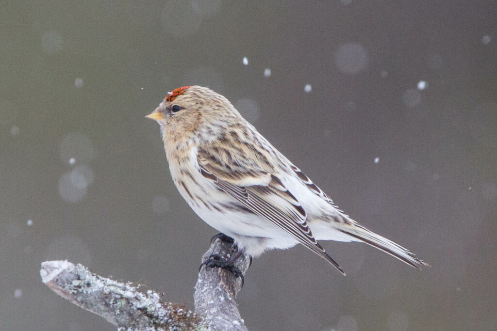 Hoary Redpoll