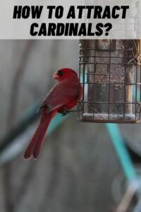 How to Attract Cardinals