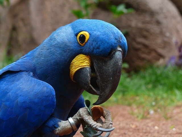 Blue-And-Yellow Macaws