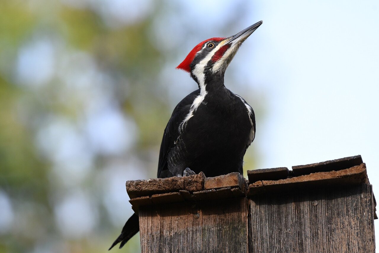 Ivory-billed Woodpecker