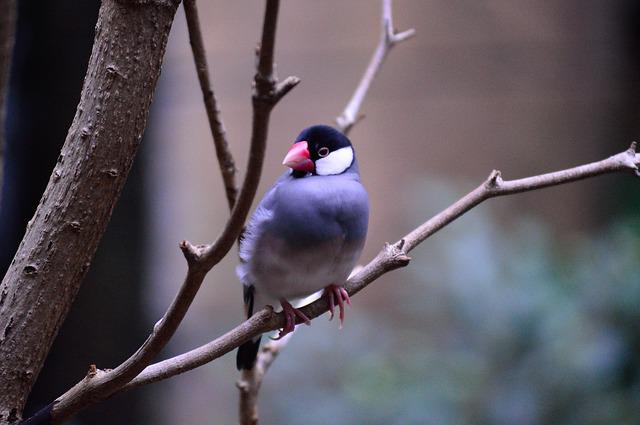 Java sparrow