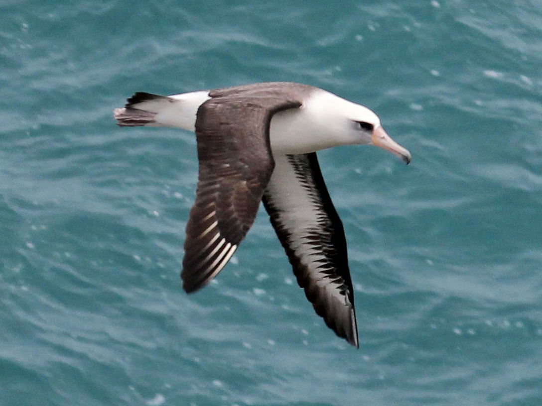 Laysan Albatross