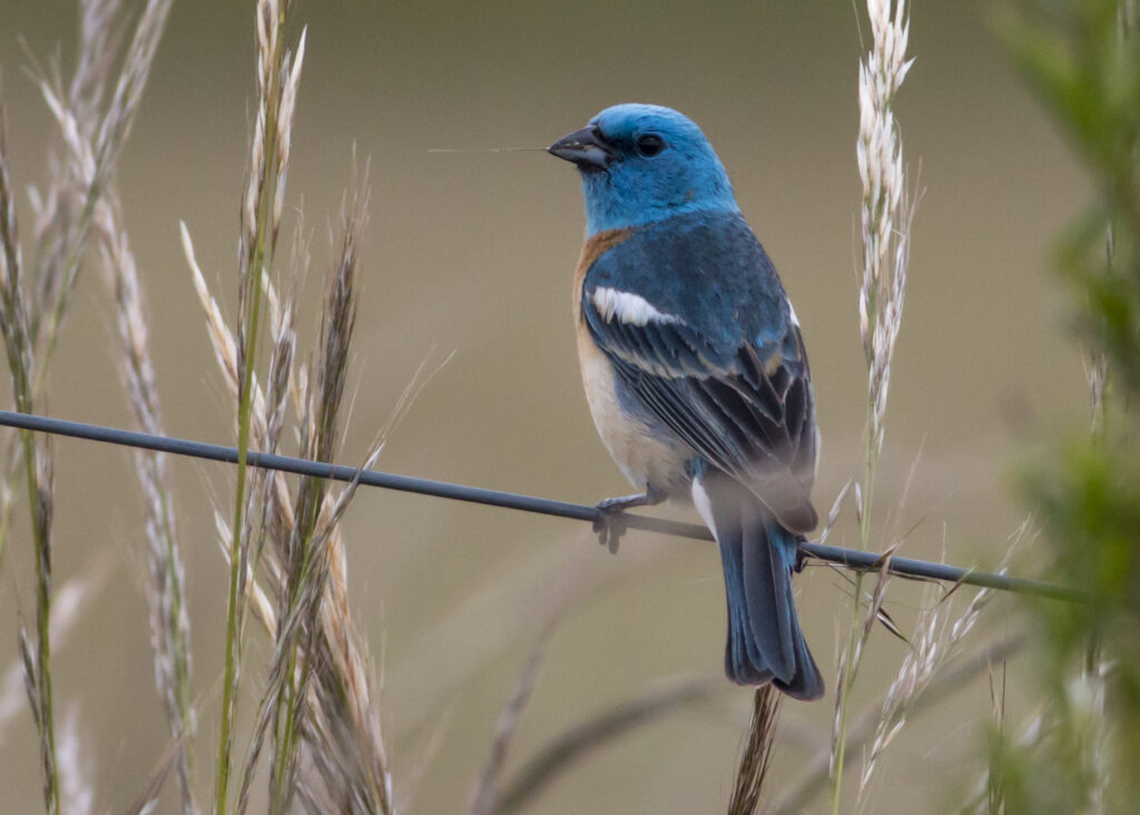 Lazuli Bunting