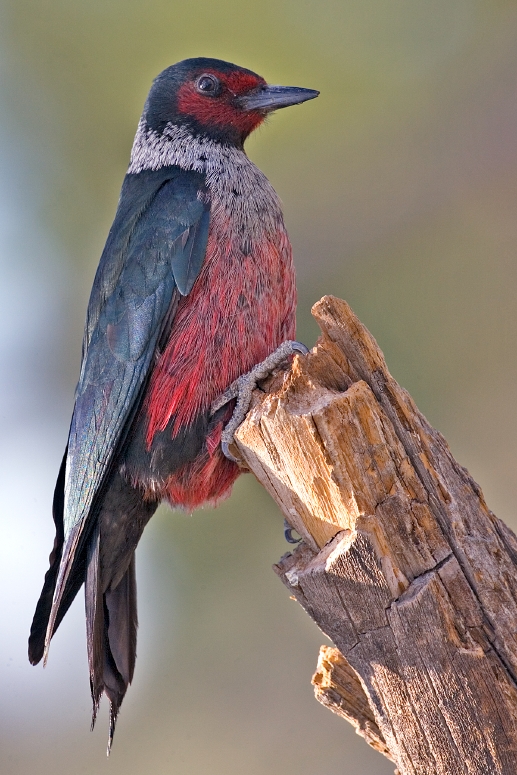 Lewis Woodpecker