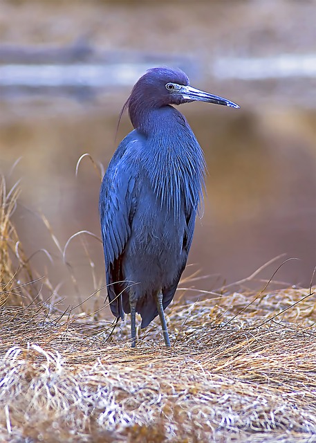 Little Blue Heron