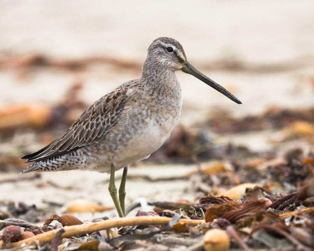 Long-billed Dowitcher