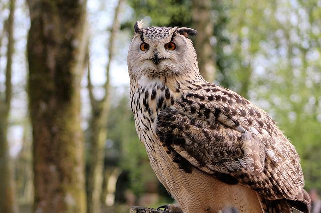 Long-eared Owl