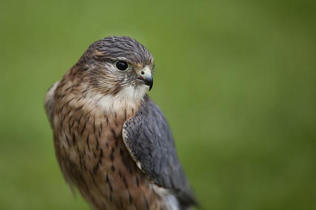 Merlin Falcon