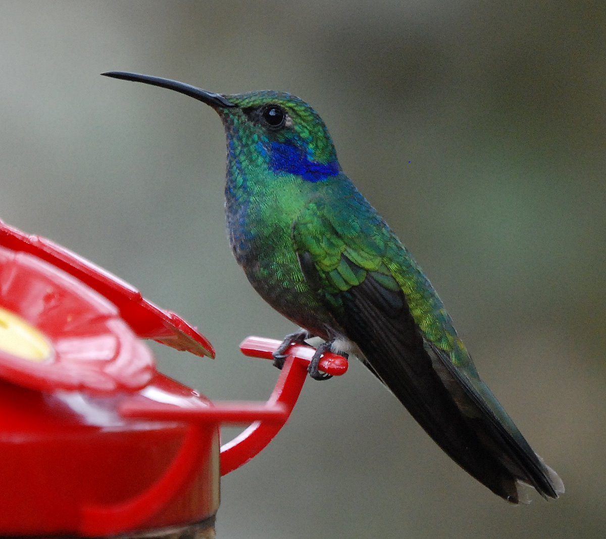 Green and Violet-Eared Hummingbird