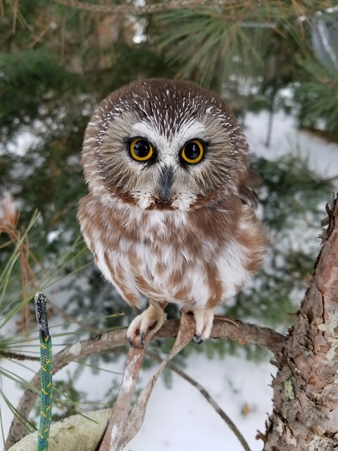 Northern Saw-Whet Owl