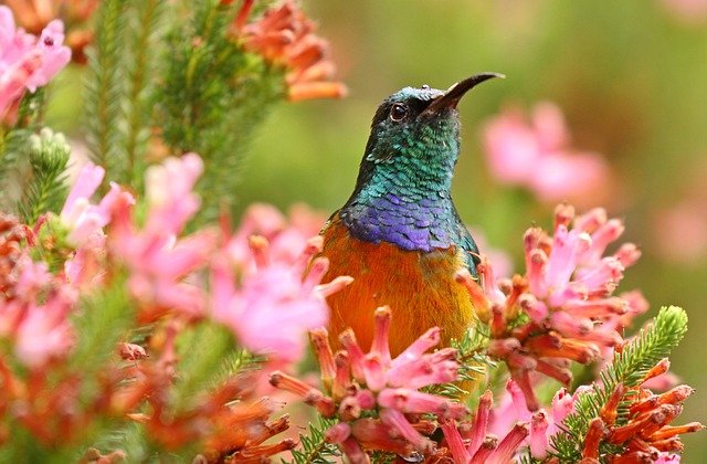 Orange-breasted Sunbird