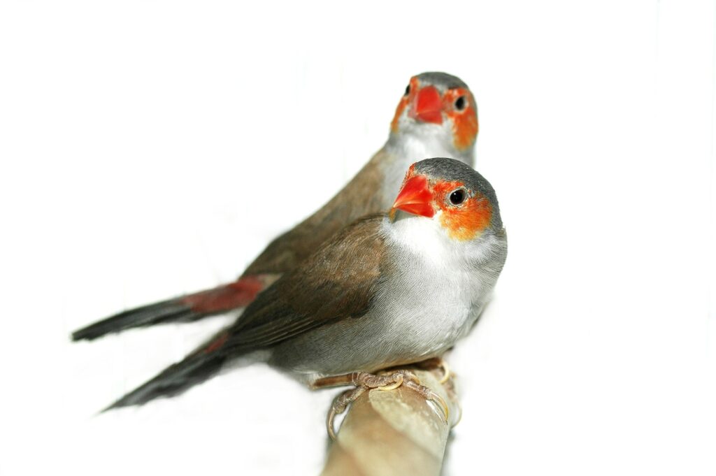 Orange-breasted waxbill