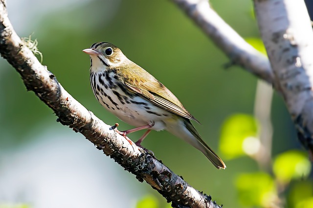 Ovenbird