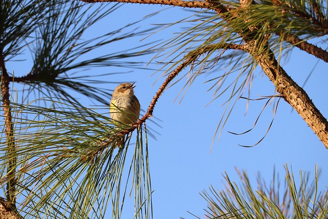 Palm Warbler