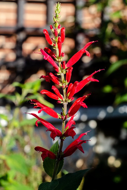 Cardinal Flower