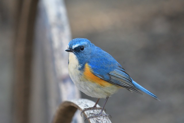 Red-Flanked Bluetail