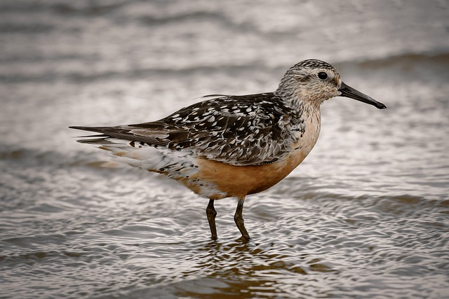 Red Knot