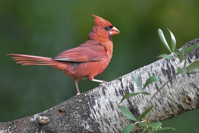 Red-crested Cardinal