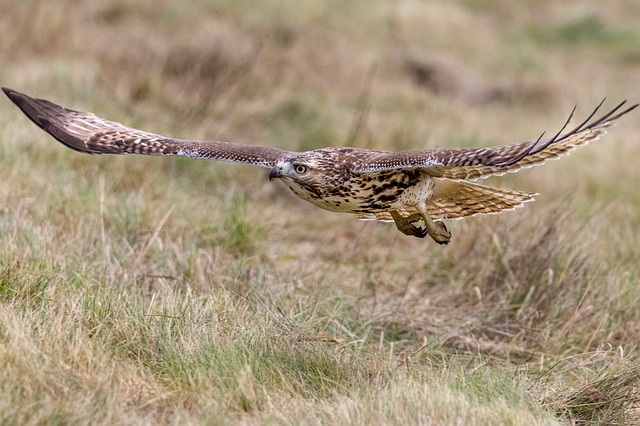 Red-tailed hawk