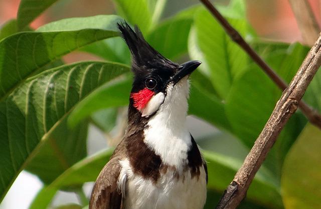 Red-whiskered Bulbul