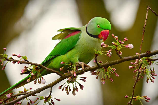 Rose-Ringed Parakeet