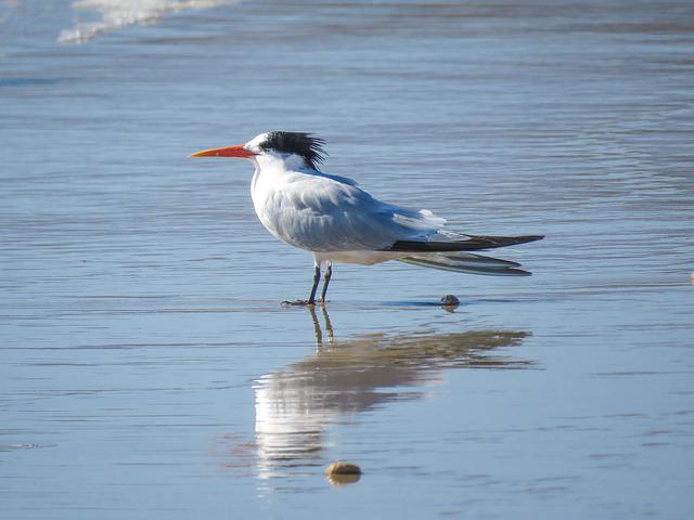 Royal Tern