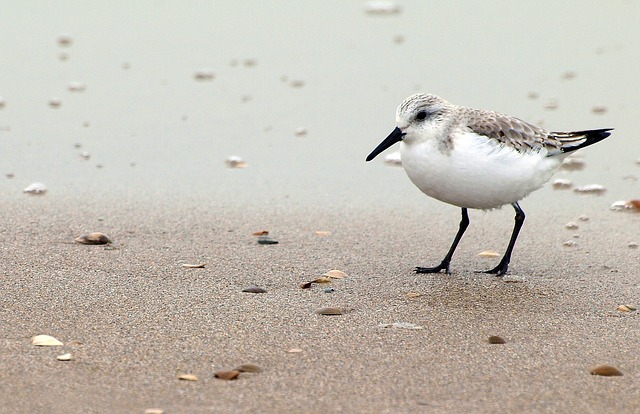 Sanderling