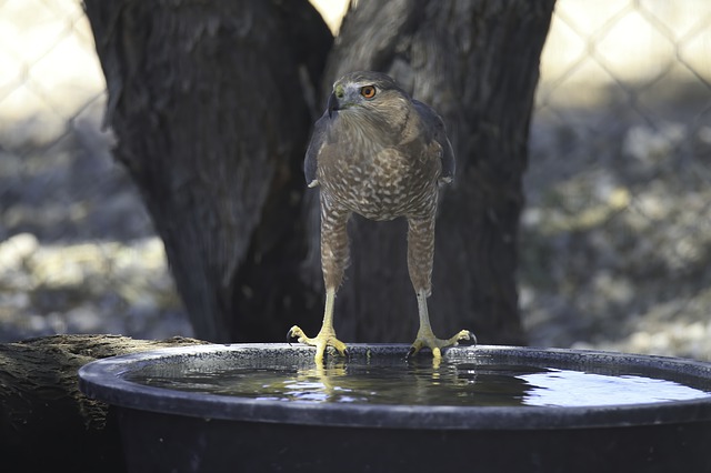 Sharp-Shinned Hawks