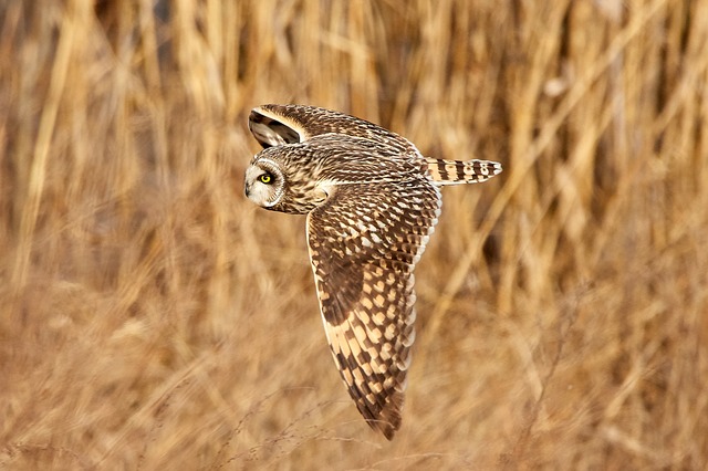 Short-Eared Owl