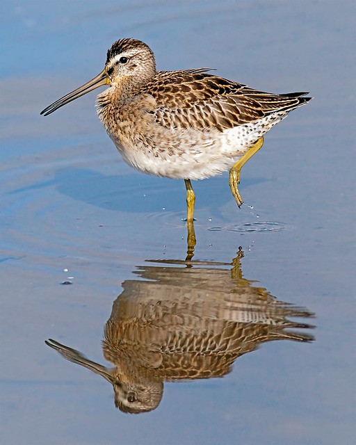 Short-billed Dowitcher