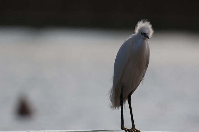 Snowy Egret