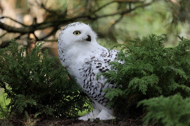 Snowy Owl