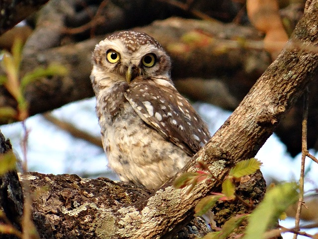 Northern Spotted Owl