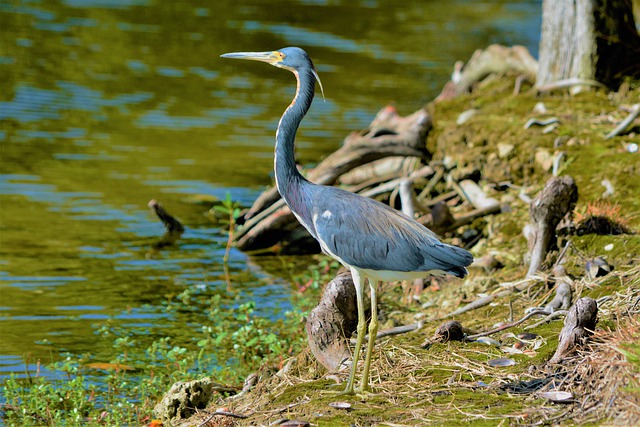 Tricolored Heron