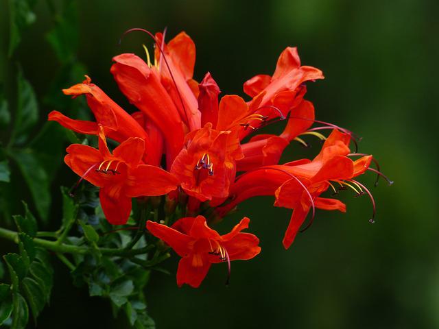 Trumpet Honeysuckle