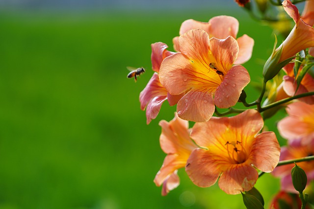 Trumpet Vine