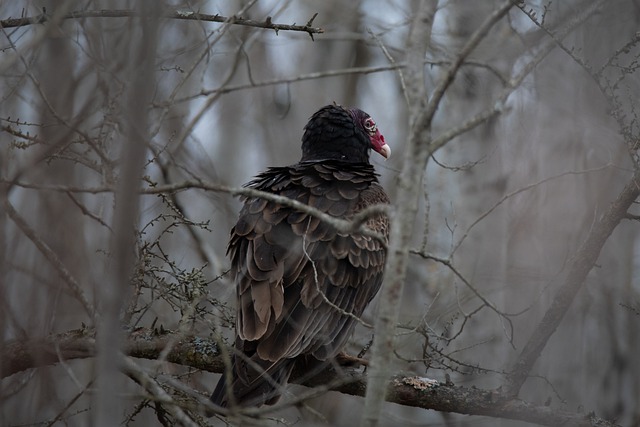 Turkey Vulture