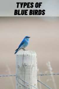 Types of Blue Birds
