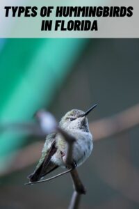 Types of Hummingbirds in Florida