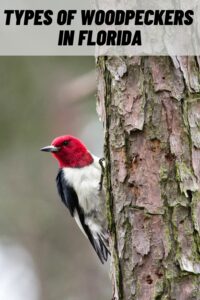 Types of Woodpeckers in Florida