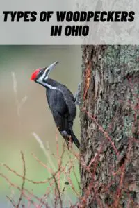 woodpeckers in ohio