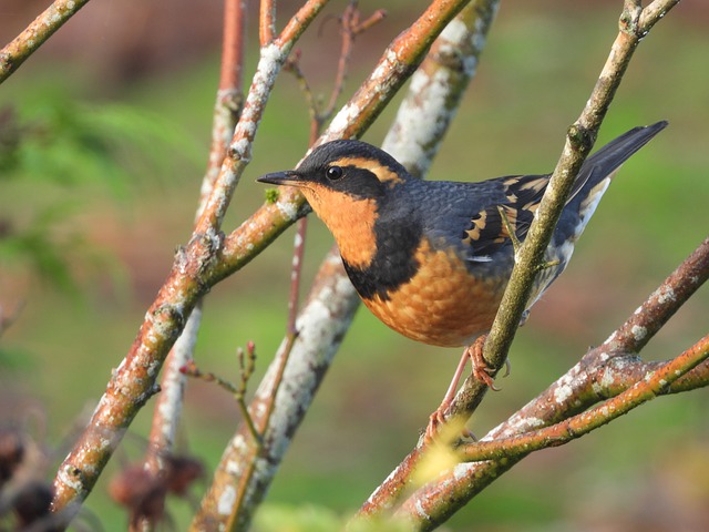 Varied Thrush