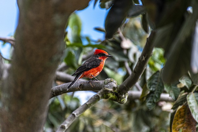 Vermilion Cardinal