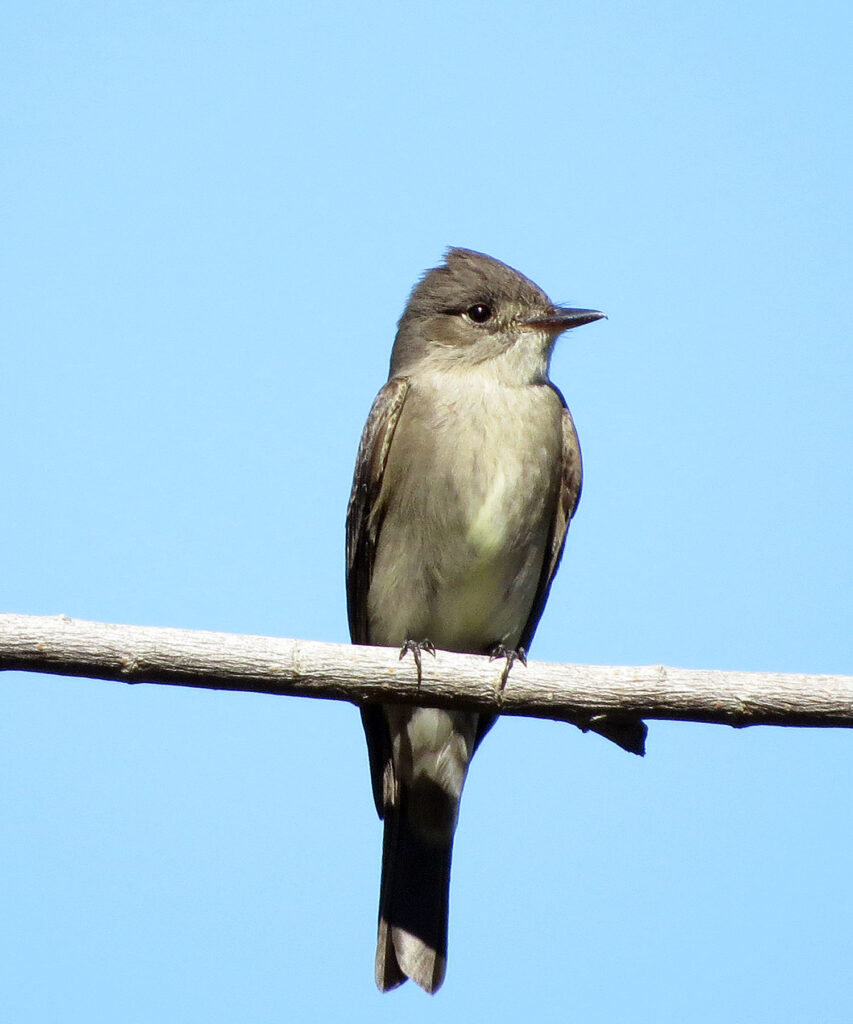 Western Wood-Pewee