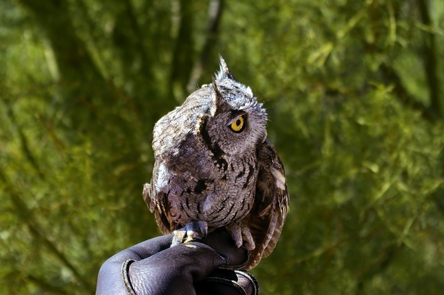Western-Screech Owl