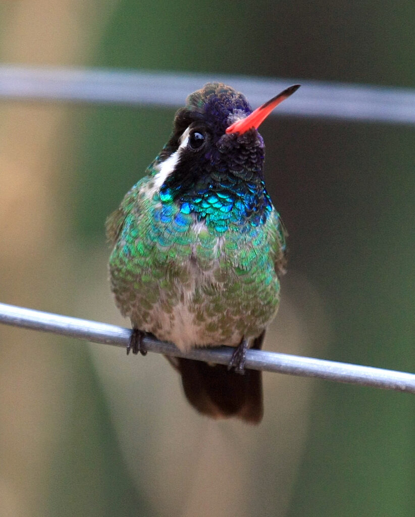 White-eared Hummingbird