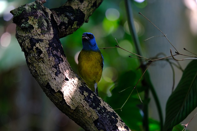 White-rumped Shama