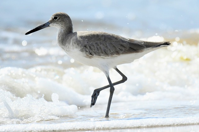 Willets