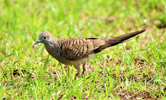 Zebra dove